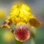 flowers, spring, summer, beautiful flowers, flower background, flora, flower wallpaper, bright, gladioli, nature